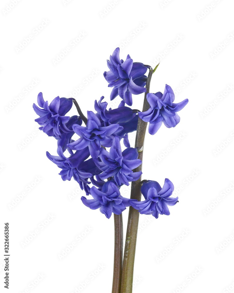 Blue Hyacinth flower bouquet, Hyacinthus orientalis isolated on white backround