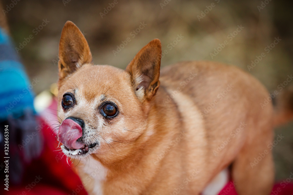Cute chihuahua licking its lips from a treat