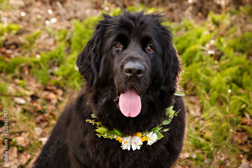 Big black dog wearing a floral collar for wedding