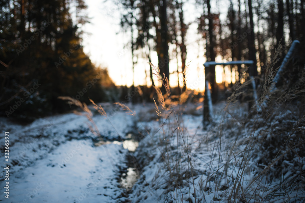 Tree trunks covered by snow. Beautiful winter weather in the deciduous forest of Europe. Freeze and cold weather. Winter season. Tree trunks covered by snow. Beautiful winter weather in the deciduous forest of Europe. Freeze and cold weather. Winter season.