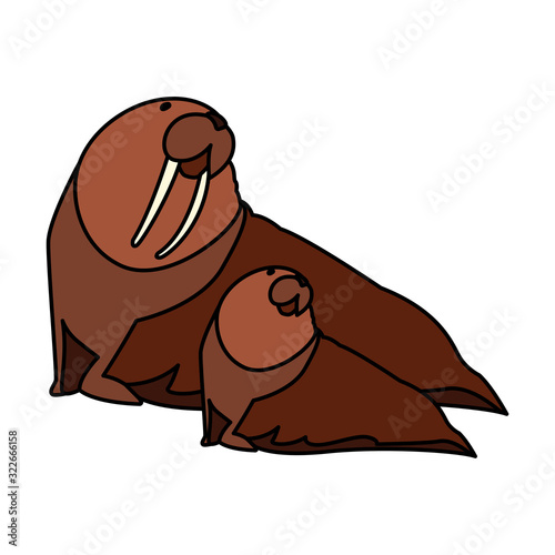 walrus with cub on a white background