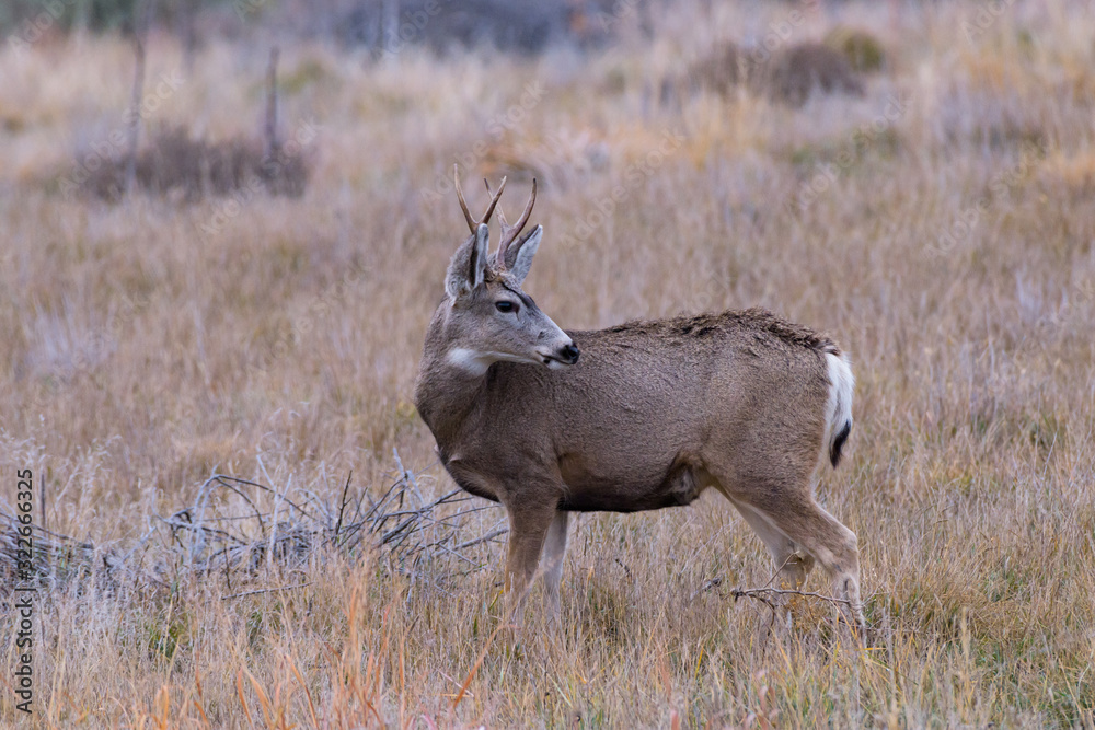 Wild Deer on the High Plains of Colorado Wild Deer on the High Plains of Colorado
