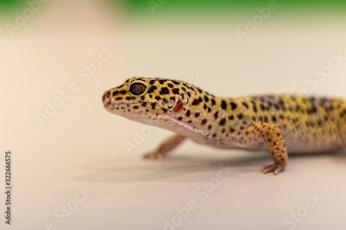 school animal - tiger gecko
