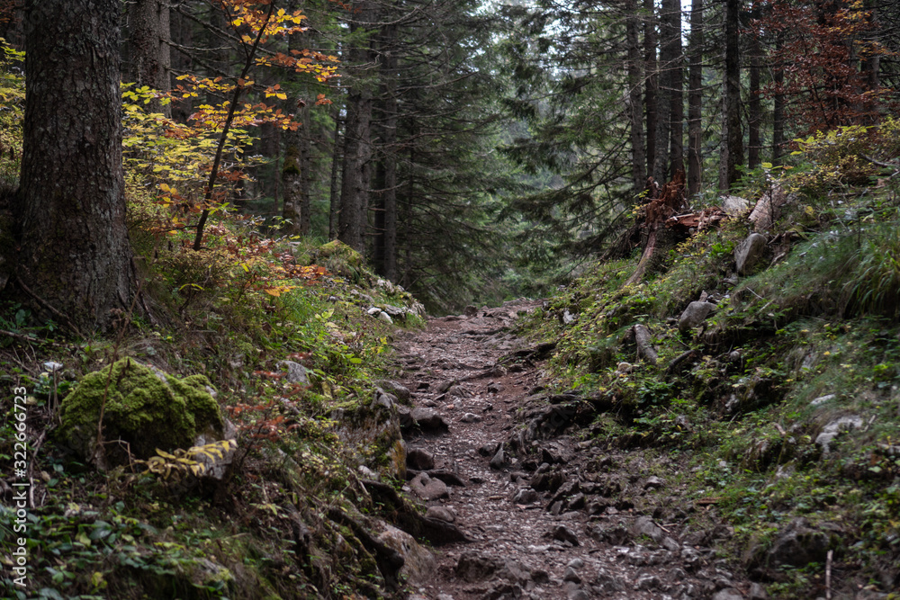 Obraz premium Mountain rocky trail in a dense coniferous forest
