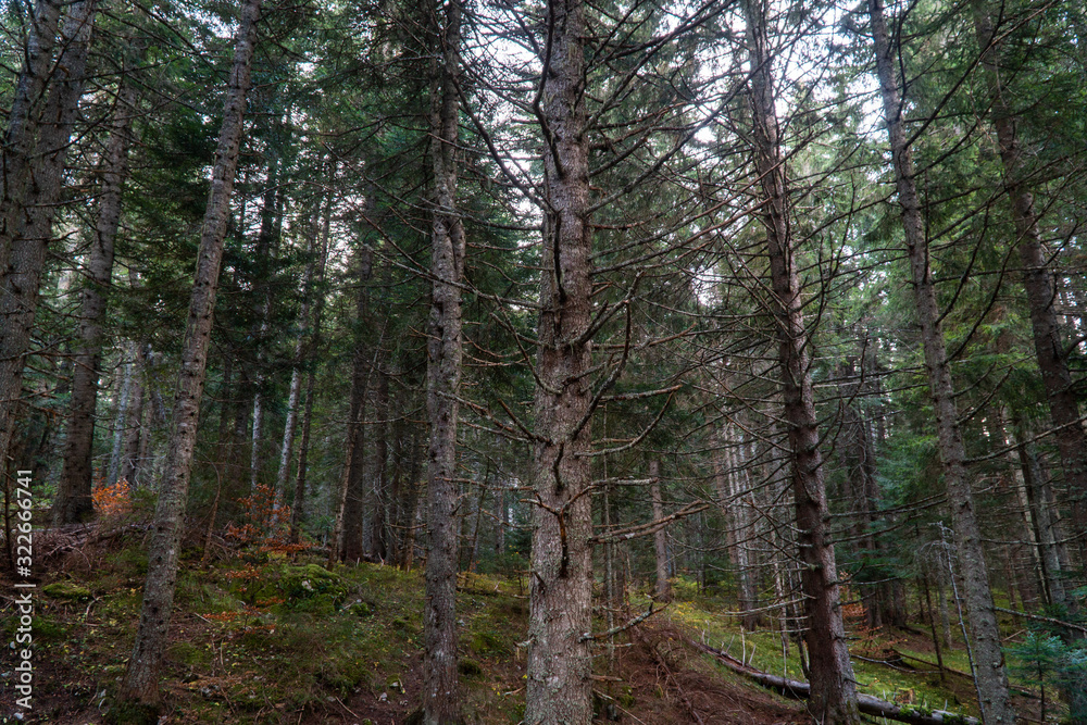 Trunks of perennial conifers in a dense autumn forest Trunks of perennial conifers in a dense autumn forest