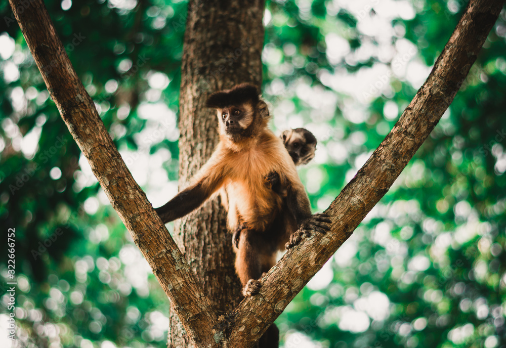 Fototapeta premium #façaasuainterpretação