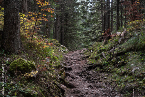 Mountain rocky trail in a dense coniferous forest