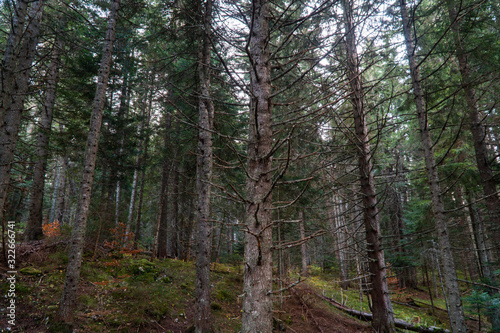 Trunks of perennial conifers in a dense autumn forest