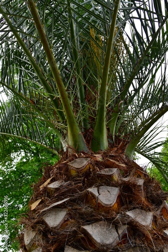 Ananas - Palme, Hintergrund - Bild, Abstakte Schönheit, Natur als Künstlerin   photo