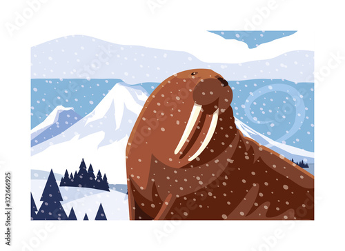 walrus at the north pole, arctic landscape