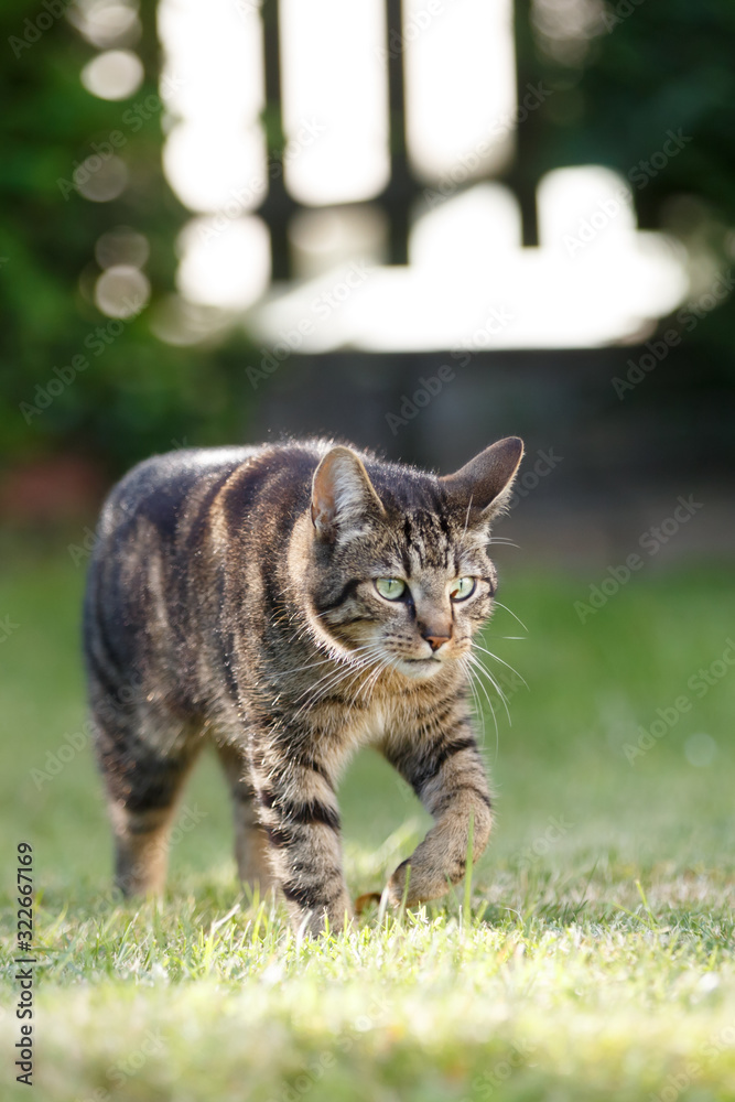 Obraz premium Katze im Gras