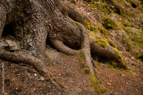 tree roots winding through mossy forest floor © Tanya