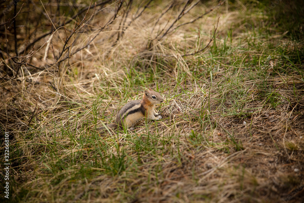 Obraz premium Chipmunk eating in the grass
