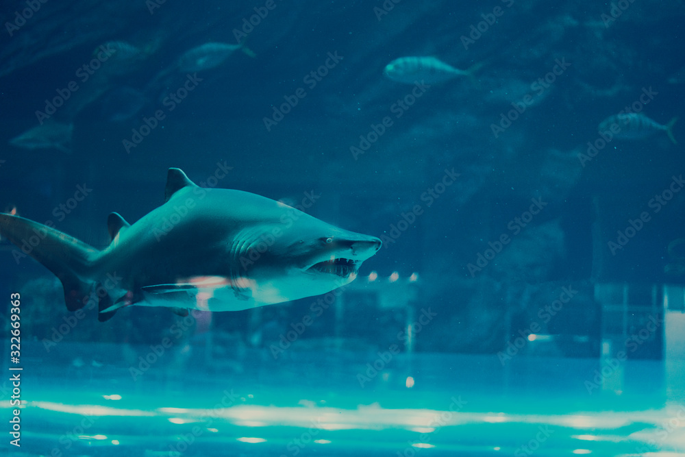 Obraz premium Shark and small fishes swimming in aquarium - deep blue shades.