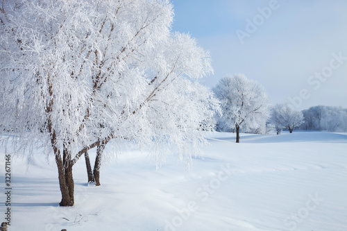 Trees in winter covered with hoar frost on a bright morning