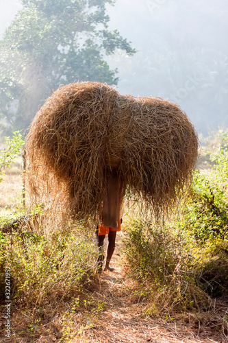 Indian man carries hay on his head