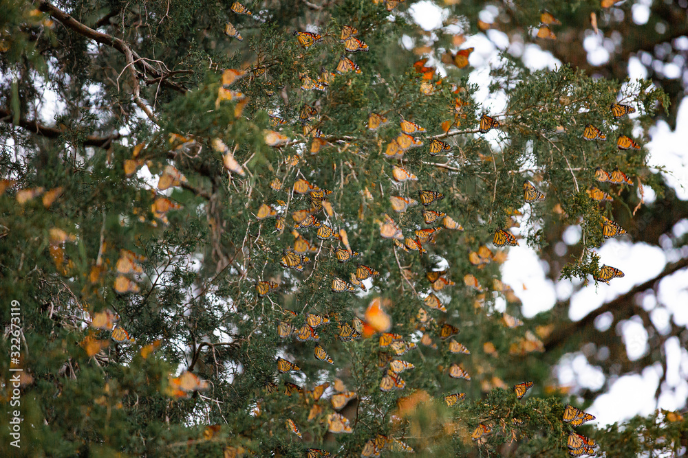 Monarch Butterflies