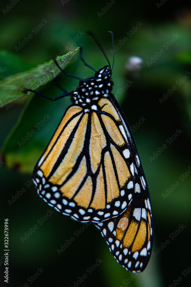 Naklejka premium Monarch Butterflies