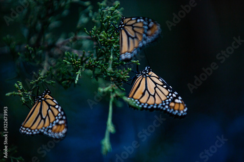 Monarch Butterflies © WrongBird