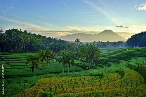 Green rice fields stretch out in the morning with a beautiful view of the mountains