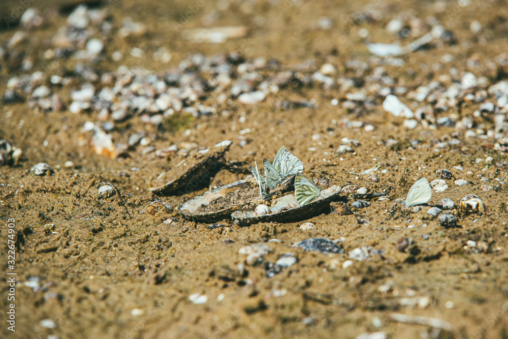 Dry sandy river Bank with large number of snails on the sand illuminated by the bright spring sun. Group of white butterfly sits on the shells Dry sandy river Bank with large number of snails on the sand illuminated by the bright spring sun. Group of white butterfly sits on the shells