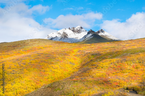 Beautiful yellow field near Svartifoss Waterfall - Skaftafell National Park - Iceland