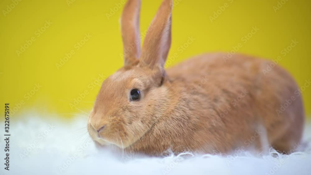 Cute rabbit on a yellow studio background. Cute rabbit on a yellow studio background.