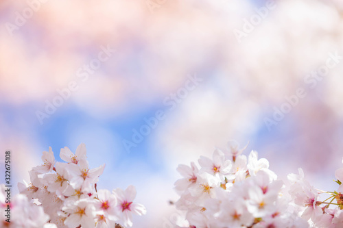 Cherry blossom  flower in spring for background or copy space for text