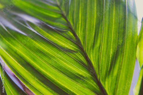 close-up of palm tree plant indoor with window light shining through