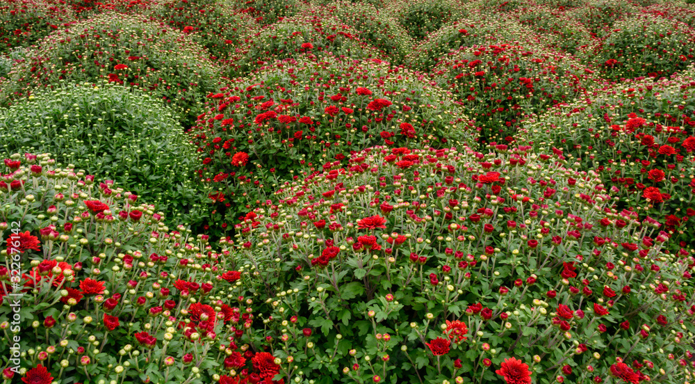 red flowers on bushes  in garden