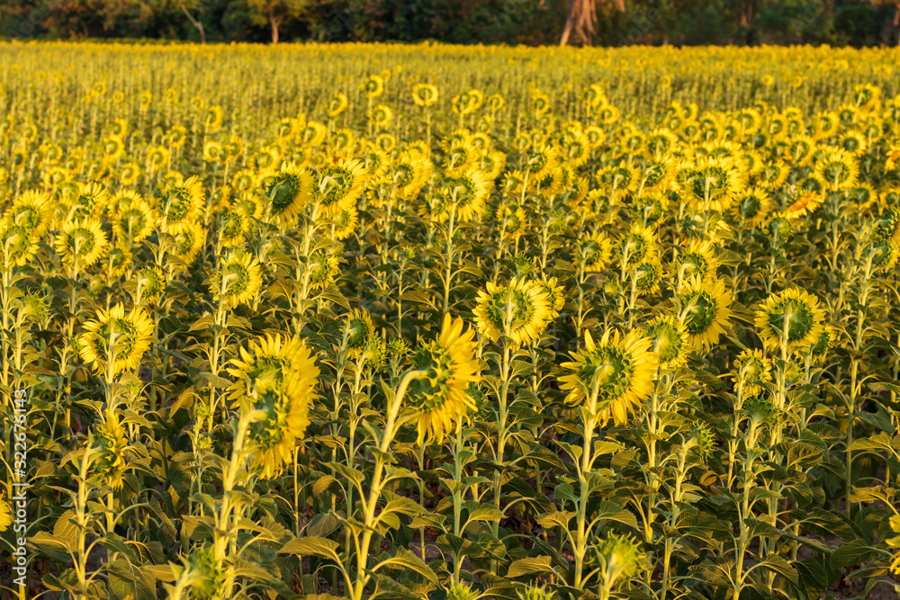 Obraz premium View from behind, many sunflowers blooming.