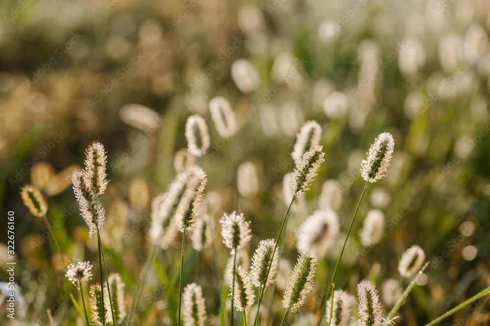 Fluffy bushes Timothy grass in the early spring morning under the bright and gentle sunrays. Selective focus macro shot with shallow DOF Fluffy bushes Timothy grass in the early spring morning under the bright and gentle sunrays. Selective focus macro shot with shallow DOF