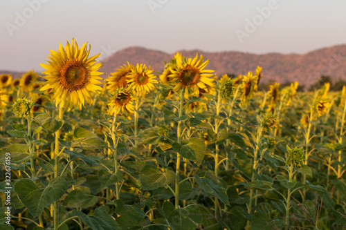Sunflowers bloom with arid mountains..