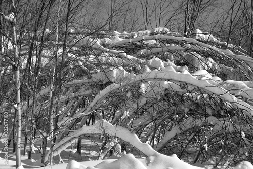 Winter landscape birchs trees after cruved ice storm in Shefford mountain, Eastern township  Quebec, Canada photo