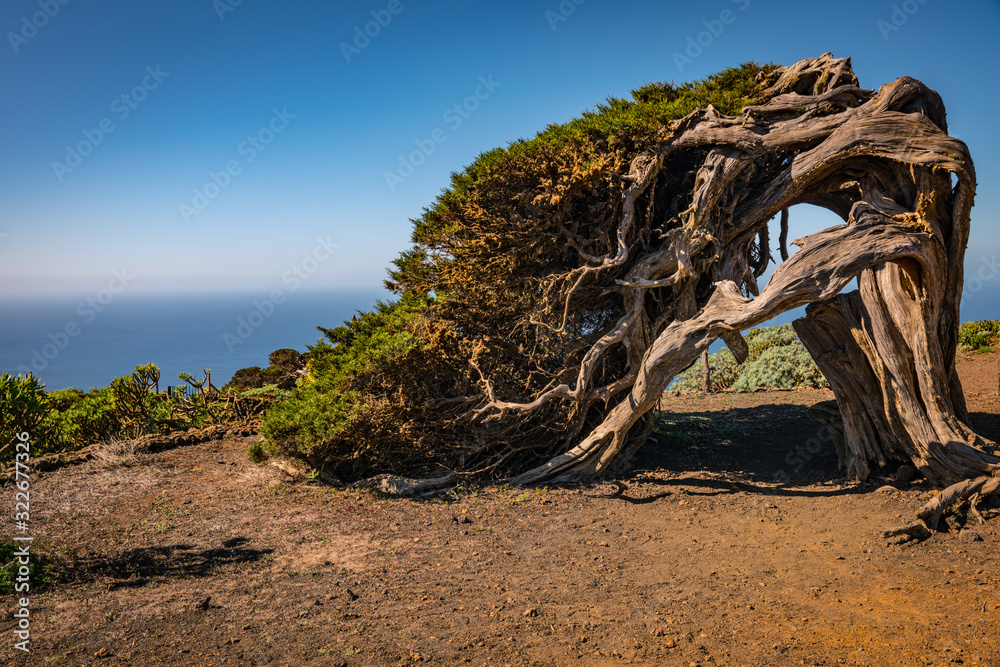 Sabina o juniperus, de la isla de el Hierro, islas Canarias, España.