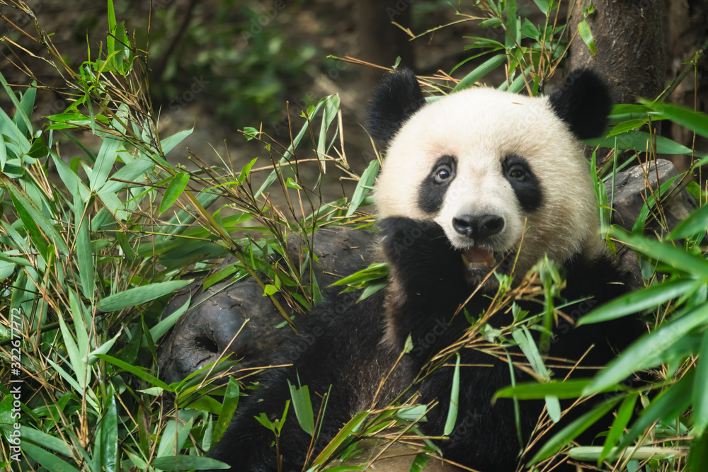 Giant panda eating bamboo leaves Giant panda eating bamboo leaves