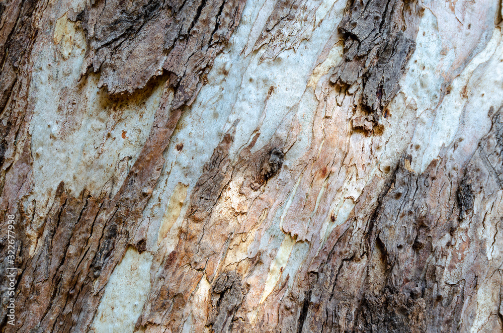 textura de corteza de arbol textura de corteza de arbol