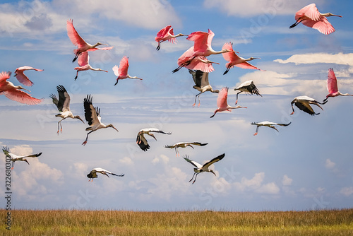 Wood Storks and Roseatte Spoonbills at St Marks National Wildlife Refuge, Florida photo