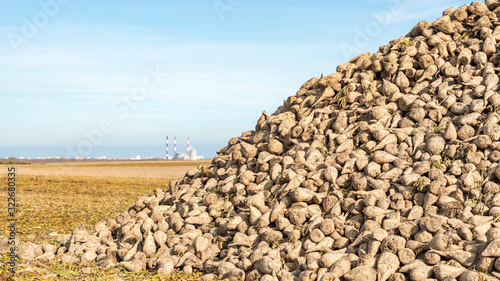 Harvested sugar beet on a heap. Agriculture concept.