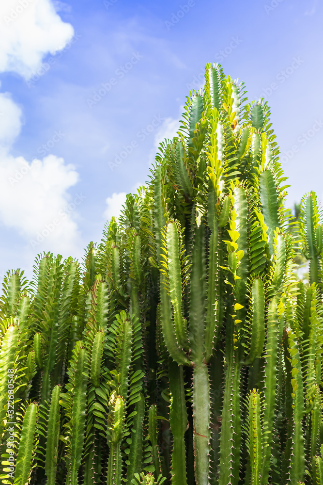 Fresh Candelabra Cactus trees Fresh Candelabra Cactus trees