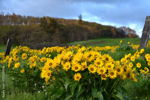 Balsamroot Flowers Along the Historic Columbia River Highway in the Columbia Gorge, Oregon, Taken in Springtime