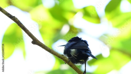 The Scimitarbill Bird Moving Its Beak And Body During Sunny Day In A Tiny Twig Of A Tree - Close Up Shot photo