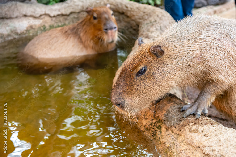 Capybara in natural park in sunny day Capybara in natural park in sunny day