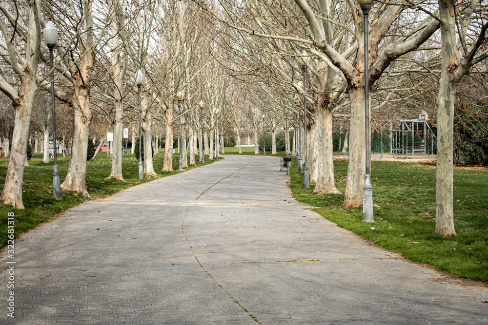 Walk along the park path accompanied by leafless trees in autumn Walk along the park path accompanied by leafless trees in autumn