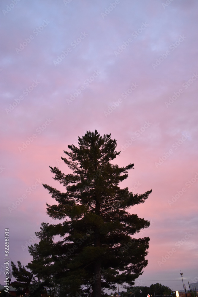 Un árbol en un atardecer 