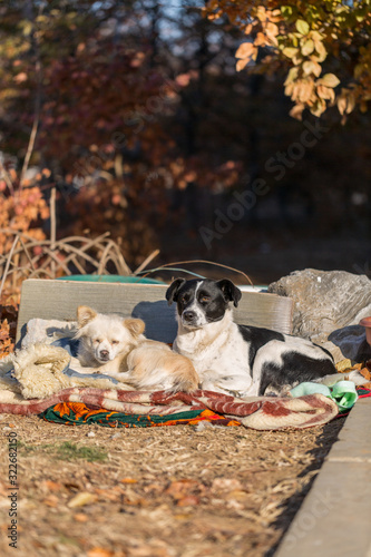 Two stray dogs lying together outdoors in winter