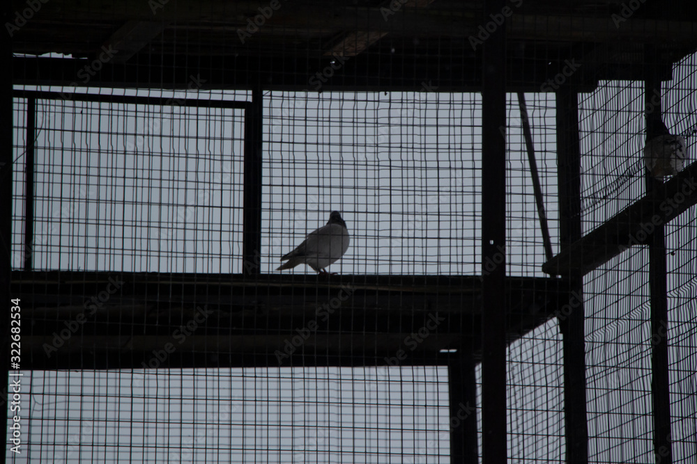 Dove in the mesh cage. Breeding of birds in a special cage. A thoroughbred dove lives in