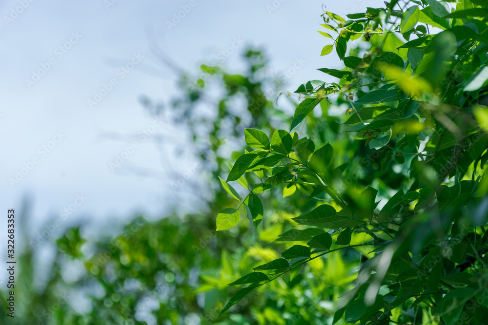 Young bushes begin to grow when the weather is sunny and temperatures are warm. Young bushes begin to grow when the weather is sunny and temperatures are warm.