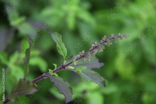 Branch of Holy Basil and blur green background , leaves and young flower, Thailand. 