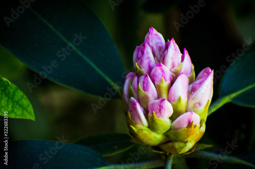 Purple Lotus